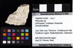 Foto (Objket + Etiketten) von Pithonoton sp. 